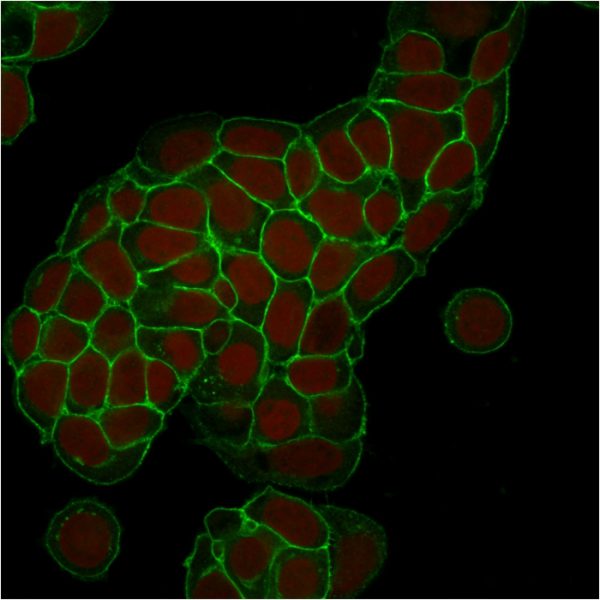 Immunofluorescent analysis of MCF-7 cells stained with EpCAM Mouse Monoclonal Antibody (EGP40/1373) labeled with CF488 (green). RedDot is used to label the nuclei.