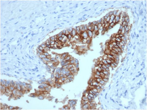 Formalin-fixed, paraffin-embedded canine (dog) bladder stained with Ep-CAM Mouse Monoclonal Antibody (EGP40/1373).