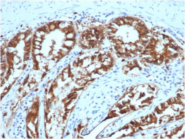 Formalin-fixed, paraffin-embedded canine (dog) colon stained with Ep-CAM Mouse Monoclonal Antibody (EGP40/1373).