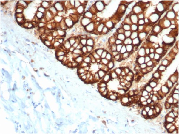 Formalin-fixed, paraffin-embedded feline (cat) small intestine stained with Ep-CAM Mouse Monoclonal Antibody (EGP40/1373).