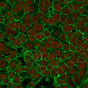 EpCAM Antibody in Immunofluorescence (IF)