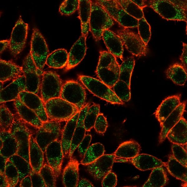 Immunofluorescence Analysis of PFA-fixed HeLa cells using SMAD3 Mouse Monoclonal Antibody (PCRP-SMAD3-1A2) followed by goat anti-mouse IgG-CF488 (green). CF640A phalloidin (red).