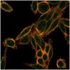 SMAD9 Antibody - Image 2