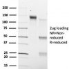 SMAD9 Antibody - Image 3