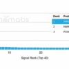 SMAD9 Antibody - Image 4