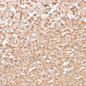 Formalin-fixed, paraffin-embedded human brain stained with Myelin Basic Protein Mouse Monoclonal Antibody (MBP/4276).