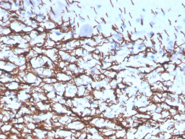 Formalin-fixed, paraffin-embedded human cerebellum stained with MBP Recombinant Mouse Monoclonal Antibody (rMBP/4288).