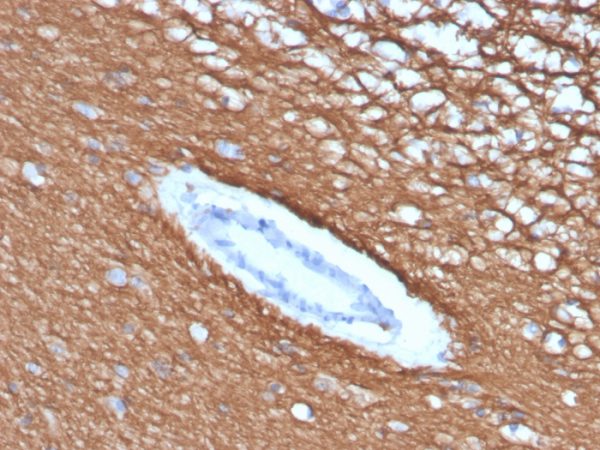 Formalin-fixed, paraffin-embedded human cerebellum stained with MBP Recombinant Mouse Monoclonal Antibody (rMBP/4288).