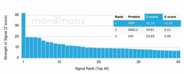 Analysis of Protein Array containing more than 19,000 full-length human proteins using Myelin Basic Protein Recombinant Rabbit Monoclonal Antibody (MBP/4277R). Z- and S- Score: The Z-score represents the strength of a signal that a monoclonal antibody (MAb) (in combination with a fluorescently-tagged anti-IgG secondary antibody) produces when binding to a particular protein on the HuProtTM array. Z-scores are described in units of standard deviations (SD's) above the mean value of all signals generated on that array. If targets on HuProtTM are arranged in descending order of the Z-score, the S-score is the difference (also in units of SD's) between the Z-score. S-score therefore represents the relative target specificity of a MAb to its intended target.  A MAb is considered to specific to its intended target, if the MAb has an S-score of at least 2.5. For example, if a MAb binds to protein X with a Z-score of 43 and to protein Y with a Z-score of 14, then the S-score for the binding of that MAb to protein X is equal to 29.