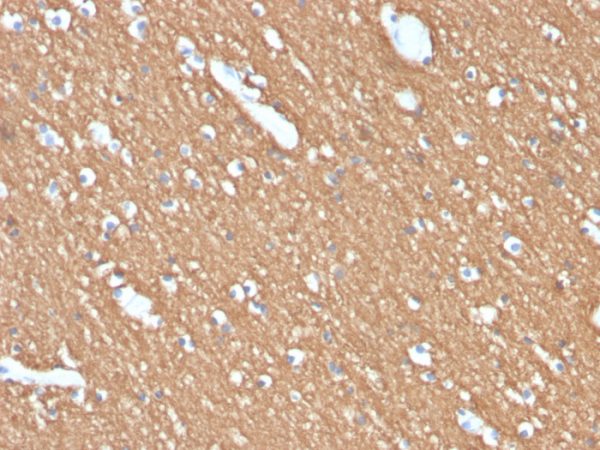 Formalin-fixed, paraffin-embedded human brain stained with Myelin Basic Protein Rat Monoclonal Antibody (MBP/4274).