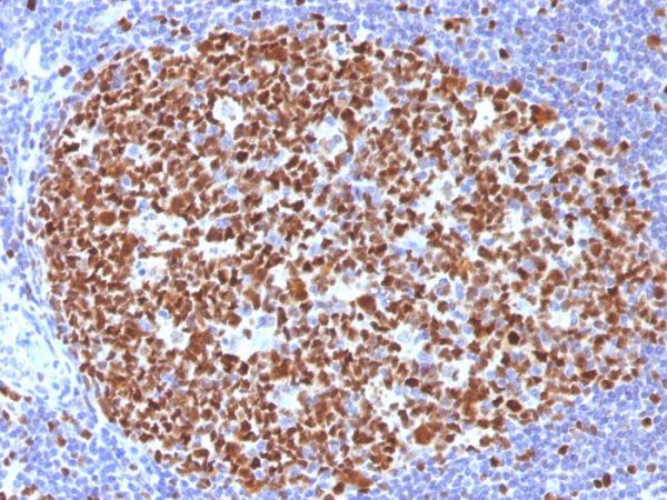 MCM7 (Proliferation Marker) Antibody - Image 2