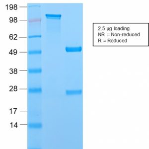 SDS-PAGE Analysis of Purified MCM7 Recombinant Rabbit Monoclonal Antibody (MCM7/2756R). Confirmation of Purity and Integrity of Antibody.