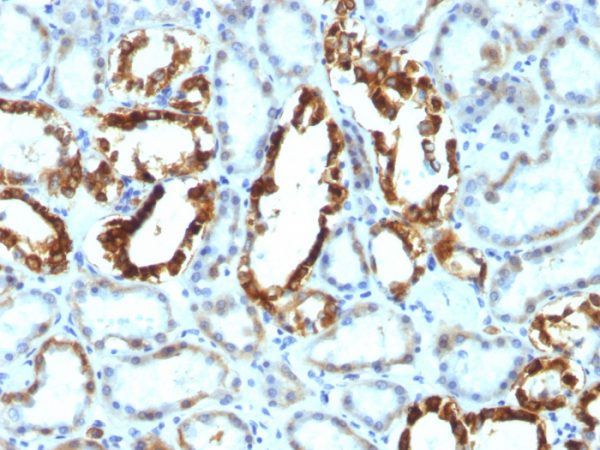 Milk Fat Globule (Breast Epithelial Marker) Antibody - Image 2