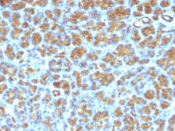 Milk Fat Globule (Breast Epithelial Marker) Antibody - Image 3