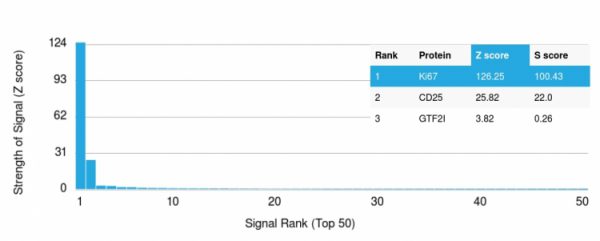 Analysis of Protein Array containing more than 19,000 full-length human proteins using Ki67-Monospecific Mouse Monoclonal Antibody (MKI67/2465).Z- and S- Score: The Z-score represents the strength of a signal that a monoclonal antibody (MAb) (in combination with a fluorescently-tagged anti-IgG secondary antibody) produces when binding to a particular protein on the HuProtTM array. Z-scores are described in units of standard deviations (SD’s) above the mean value of all signals generated on that array. If targets on HuProtTM are arranged in descending order of the Z-score, the S-score is the difference (also in units of SD’s) between the Z-score. S-score therefore represents the relative target specificity of a MAb to its intended target.  A MAb is considered to specific to its intended target, if the MAb has an S-score of at least 2.5. For example, if a MAb binds to protein X with a Z-score of 43 and to protein Y with a Z-score of 14, then the S-score for the binding of that MAb to protein X is equal to 29.