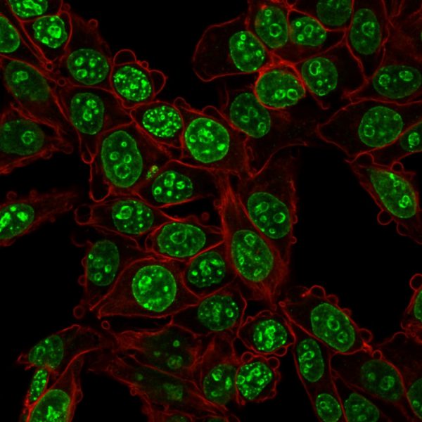 Confocal Immunofluorescence image of HeLa cells using Ki67 Mouse Monoclonal Antibody (MKI67/2466) Green (CF488) and Phalloidin (Purple) is used to label the membranes