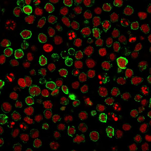 Immunofluorescence staining of Ramos cells using CD10 Mouse Monoclonal Antibody (FR4D11) followed by goat anti-Mouse IgG conjugated to CF488 (green). Nuclei are stained with Reddot.