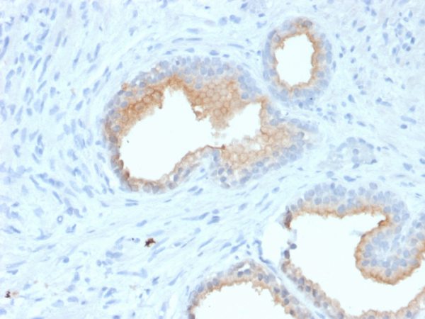 CD10 (Membrane Metalloendopeptidase) Antibody - Image 2