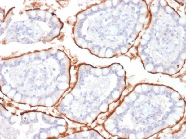 CD10 (Membrane Metalloendopeptidase) Antibody - Image 3