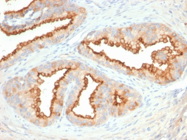 CD10 (Membrane Metalloendopeptidase) Antibody - Image 2