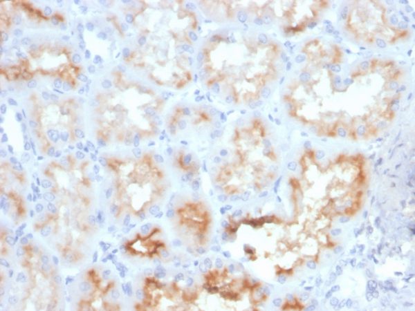 Formalin-fixed, paraffin-embedded human kidney stained with CD10 Mouse Monoclonal Antibody (MME/4233).