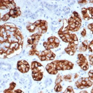 Formalin-fixed, paraffin-embedded human kidney stained with CD10 Mouse Monoclonal Antibody (MME/6461).