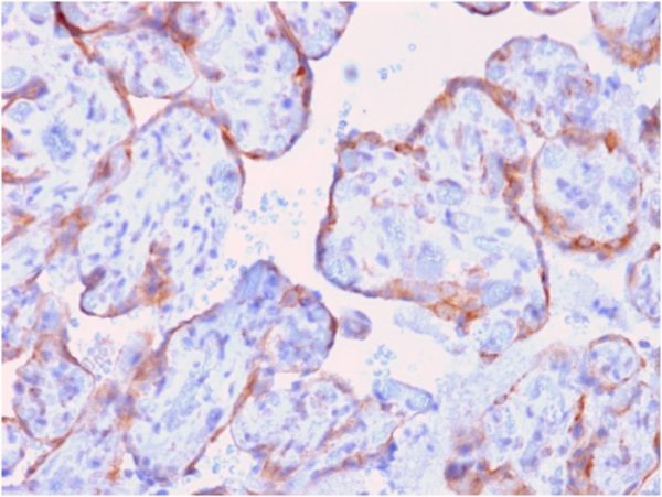 Formalin-fixed, paraffin-embedded human spleen stained with MMP3 Mouse Recombinant Monoclonal Antibody (rMMP3/1730).