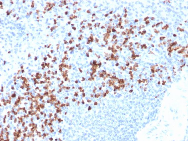 Formalin-fixed, paraffin-embedded human spleen stained with MMP9 Mouse Recombinant Monoclonal Antibody (rMMP9/1769).