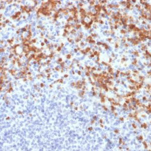 Formalin-fixed, paraffin-embedded human spleen stained with MMP9 Mouse Recombinant Monoclonal Antibody (MMP9/2477).