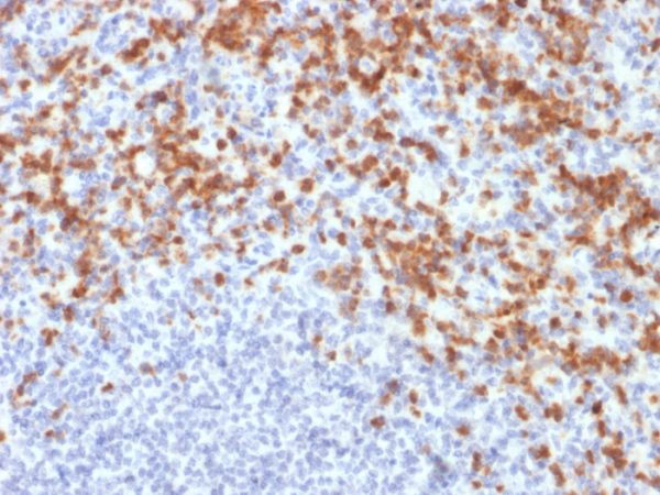 Formalin-fixed, paraffin-embedded human spleen stained with MMP9 Mouse Recombinant Monoclonal Antibody (MMP9/2477).