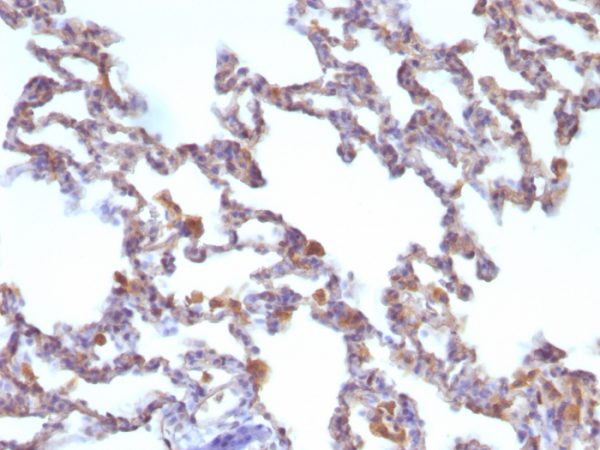 Moesin Antibody - Image 3