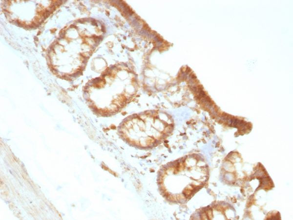 Moesin Antibody - Image 4