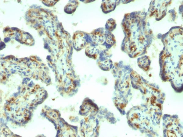 Formalin-fixed, paraffin-embedded human Placenta stained with Moesin Mouse Monoclonal Antibody (MSN/492).