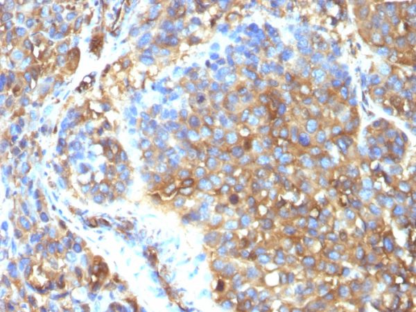 Moesin Antibody