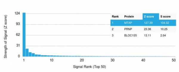 Analysis of Protein Array containing more than 19,000 full-length human proteins using MTAP Mouse Monoclonal Antibody (MTAP/1813). Z- and S- Score: The Z-score represents the strength of a signal that a monoclonal antibody (MAb) (in combination with a fluorescently-tagged anti-IgG secondary antibody) produces when binding to a particular protein on the HuProtTM array. Z-scores are described in units of standard deviations (SD‚Äôs) above the mean value of all signals generated on that array. If targets on HuProtTM are arranged in descending order of the Z-score, the S-score is the difference (also in units of SD‚Äôs) between the Z-score. S-score therefore represents the relative target specificity of a MAb to its intended target. A MAb is considered to specific to its intended target, if the MAb has an S-score of at least 2.5. For example, if a MAb binds to protein X with a Z-score of 43 and to protein Y with a Z-score of 14, then the S-score for the binding of that MAb to protein X is equal to 29.