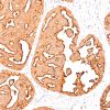 MUC1 / CA15-3 / EMA / CD227 (Epithelial Marker) Antibody - Image 2