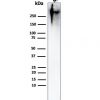 MUC1 / CA15-3 / EMA / CD227 (Epithelial Marker) Antibody - Image 4