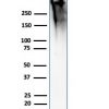 Recombinant MUC1 / CA15-3 / EMA / CD227 (Epithelial Marker) Antibody - Image 4