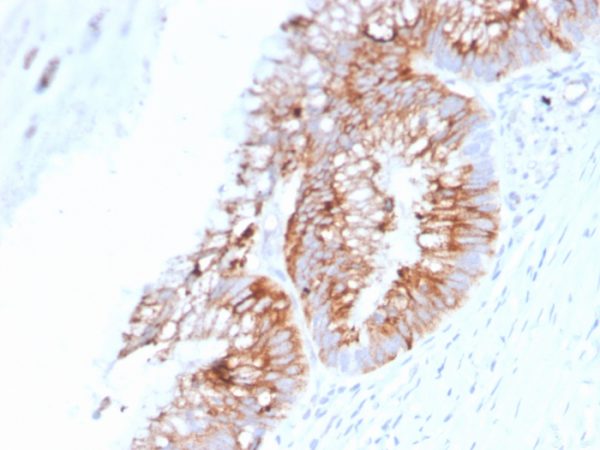 MUC2 (Mucin 2) Antibody