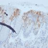 Recombinant MUC2 (Mucin 2) Antibody