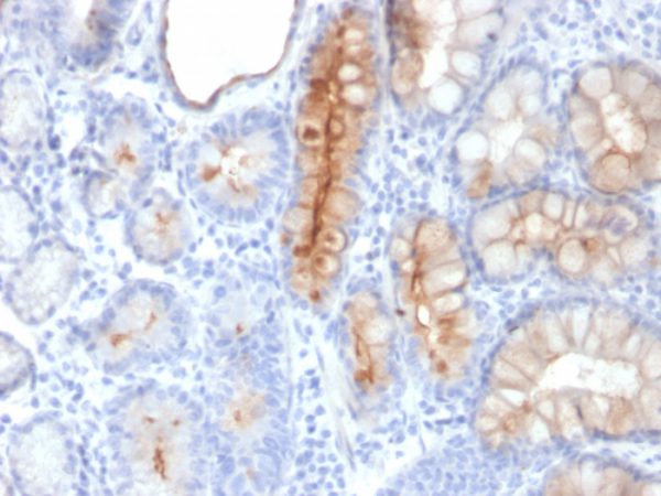 MUC4 (Mucin 4 / Gastric Mucin) Antibody