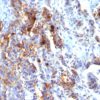 MUC5AC (Mucin 5AC / Gastric Mucin) Antibody - Image 4