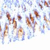 MUC5AC (Mucin 5AC / Gastric Mucin) Antibody - Image 3