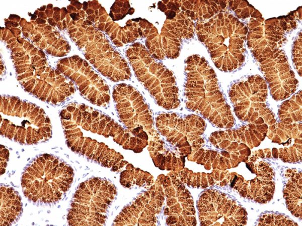 Formalin-fixed, paraffin-embedded human Stomach stained with MUC5AC Monoclonal Antibody (MUC5AC/917 + 41).