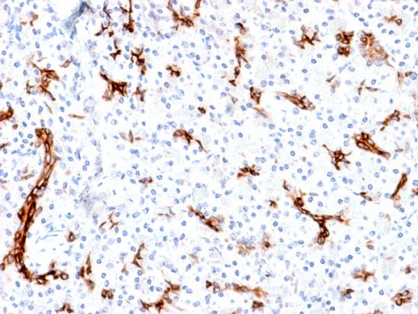 Recombinant MUC6 (Mucin 6 / Gastric Mucin) Antibody - Image 2