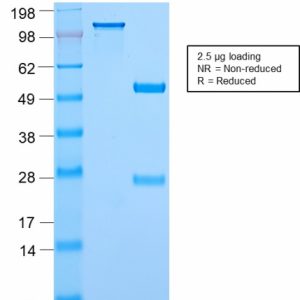 SDS-PAGE Analysis of Purified c-Myc Rabbit Recombinant Monoclonal Antibody (MYC2895R). Confirmation of Purity and Integrity of Antibody.
