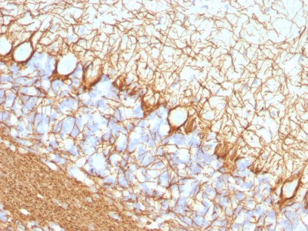 Formalin-fixed, paraffin-embedded Rat Cerebellum stained with Neurofilament Mouse Monoclonal Antibody (NF421).