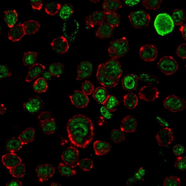 Immunofluorescence staining of HEK293 cells using Neurofilament Mouse Monoclonal Antibody (NF421) followed by goat anti-Mouse IgG conjugated to CF488 (green). Membrane stained with Phalloidin (Red).