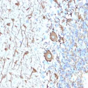 Formalin-fixed, paraffin-embedded human Cerebellum stained with Neurofilament Rabbit Recombinant Monoclonal Antibody (NEFL.H/2324R).