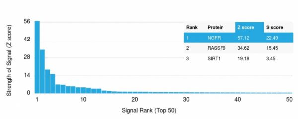 Analysis of Protein Array containing more than 19,000 full-length human proteins using NGFR Mouse Monoclonal Antibody (NGFR/1964). Z- and S- Score: The Z-score represents the strength of a signal that a monoclonal antibody (MAb) (in combination with a fluorescently-tagged anti-IgG secondary antibody) produces when binding to a particular protein on the HuProtTM array. Z-scores are described in units of standard deviations (SD&apos;s) above the mean value of all signals generated on that array. If targets on HuProtTM are arranged in descending order of the Z-score, the S-score is the difference (also in units of SD&apos;s) between the Z-score. S-score therefore represents the relative target specificity of a MAb to its intended target. A MAb is considered to specific to its intended target, if the MAb has an S-score of at least 2.5. For example, if a MAb binds to protein X with a Z-score of 43 and to protein Y with a Z-score of 14, then the S-score for the binding of that MAb to protein X is equal to 29.